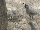 PICTURES/Gambels Quail/t_Quail - Mom, Dad Babies.JPG